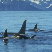 Orka's